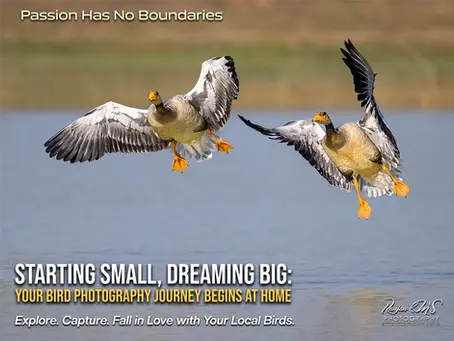 A pair of Grey lag goose about to land on a pond, Bird Photography in Deoghar by Ranjan KM.
