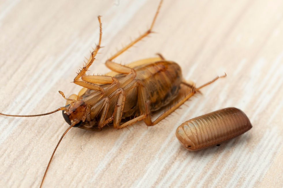 do ultrasonic pest repellers work