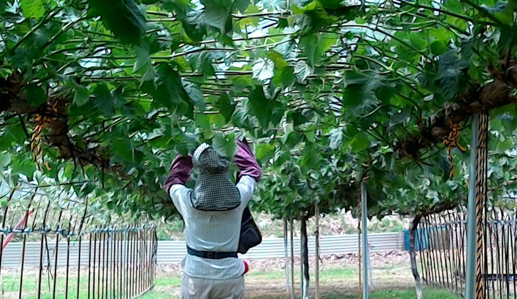 定期便３キロ箱×３回発送（限定３箱）