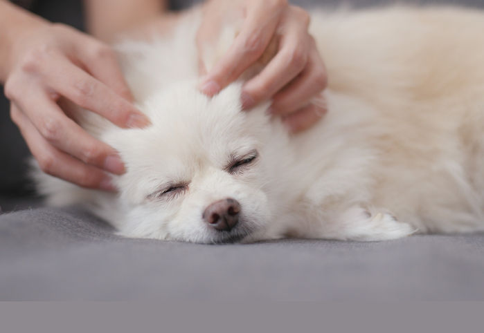 Pet Massage