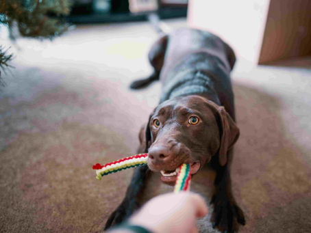 Best Enrichment Toys