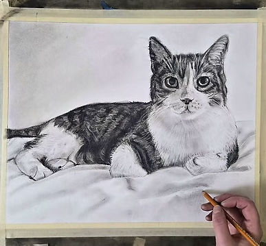 Charcoal Pet Portrait of a cat being drawn by artist.