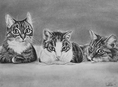 Portrait drawn in charcoal commission of three cats by Toronto artist Celeste Gillis. Original art memorial portrait.