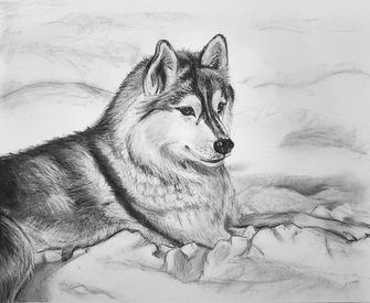 charcoal portrait of husky