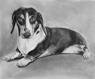 charcoal pet portrait of a dachshund 