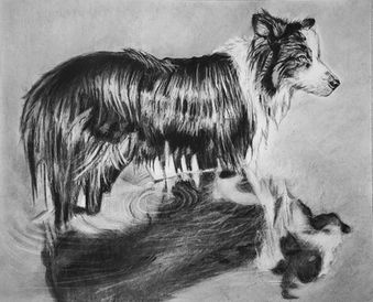 charcoal drawing of Border Collie