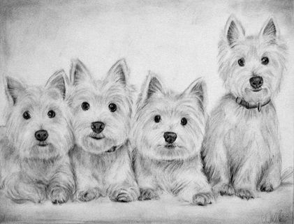 Memorial charcoal pet portrait commission of four Westies drawn on paper.