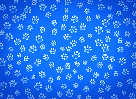paws_edited_edited.jpg