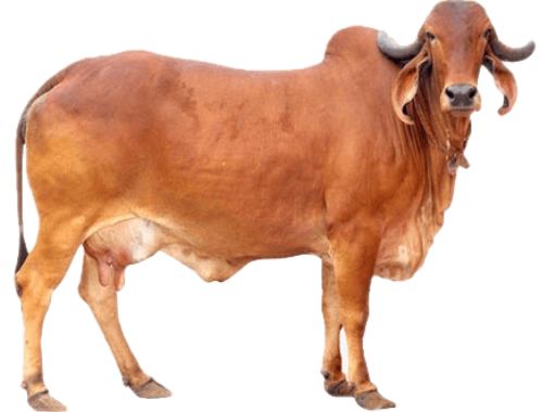 Gir Cow