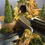Thumbnail: Long-Eared Owl QuickieLine Kit (201)