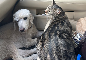 Cosmo sharing the car seat with a tabby cat.
