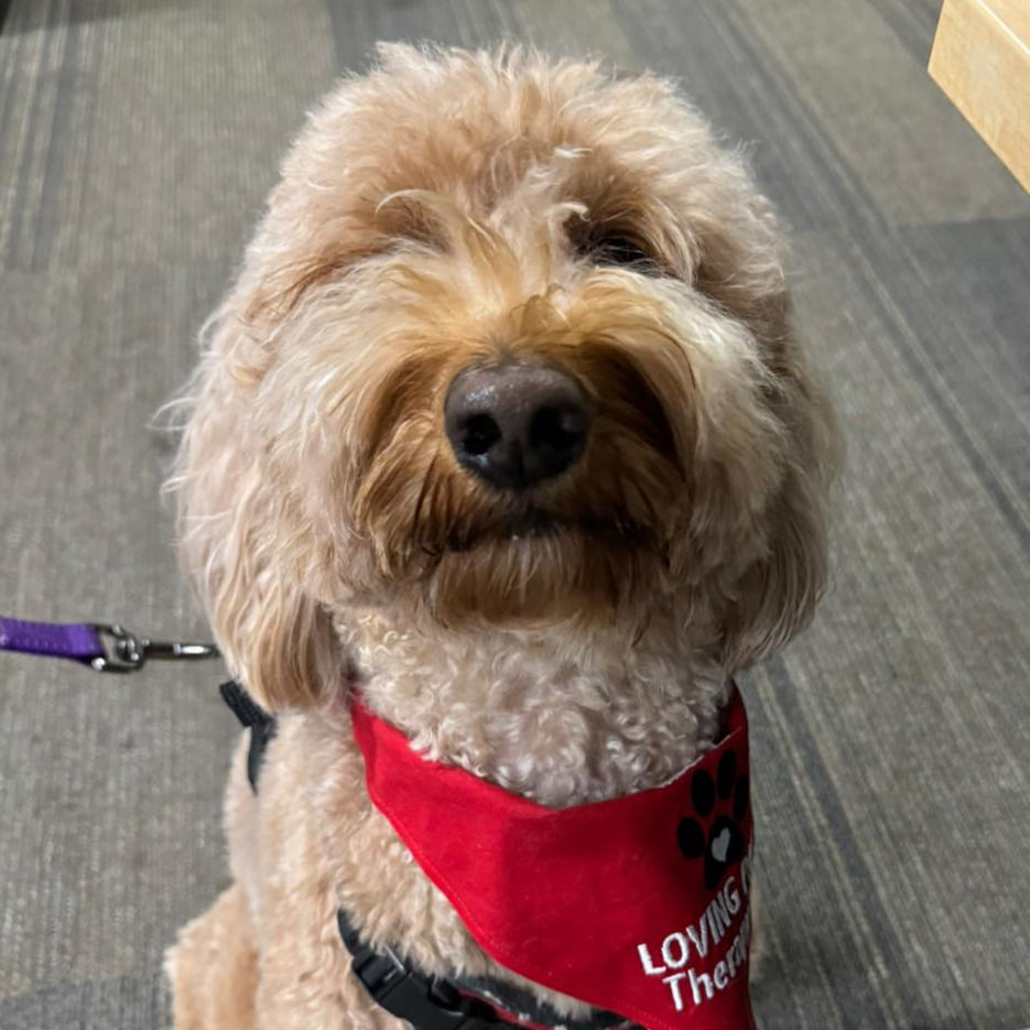 Loving Paws' Canine Good Citizen Training