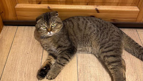 Kater Simba ist zurück