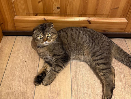 Kater Simba ist zurück