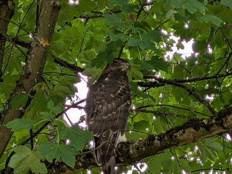 Verwirrter Mäusebussard in Adenau