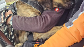 Rüde Ben ist nach aufregenden Tagen wieder zu Hause