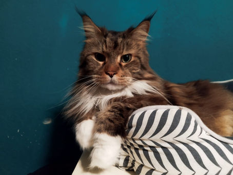 Kater Mischa in 53489 Sinzig vermisst