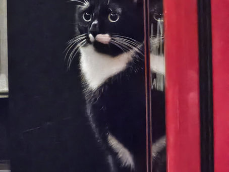 Kater Tom aus 56422 Wirges vermisst