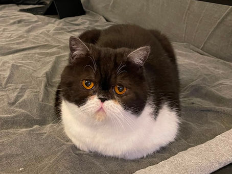 Katze Meshki in 56218 Mülheim-Kärlich vermisst