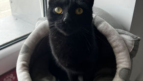 Katze Faith aus Adenau ist wieder zu Hause