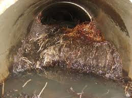 Root intrusion in a sewer line. Water clogged and backing up.