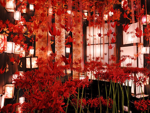 2023年9月：四季のブース青彼岸花、黒ブース赤彼岸花スタートしました