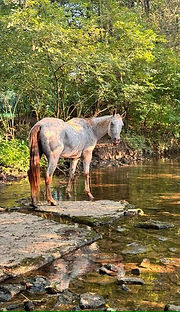 Betty White Creek.jpg