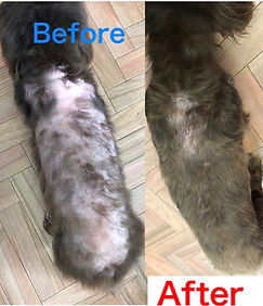 ペットクリニックZero/ペットスキンケアサロンZero/トリミング