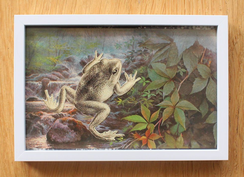 תמונה ממוזערת: frog #2