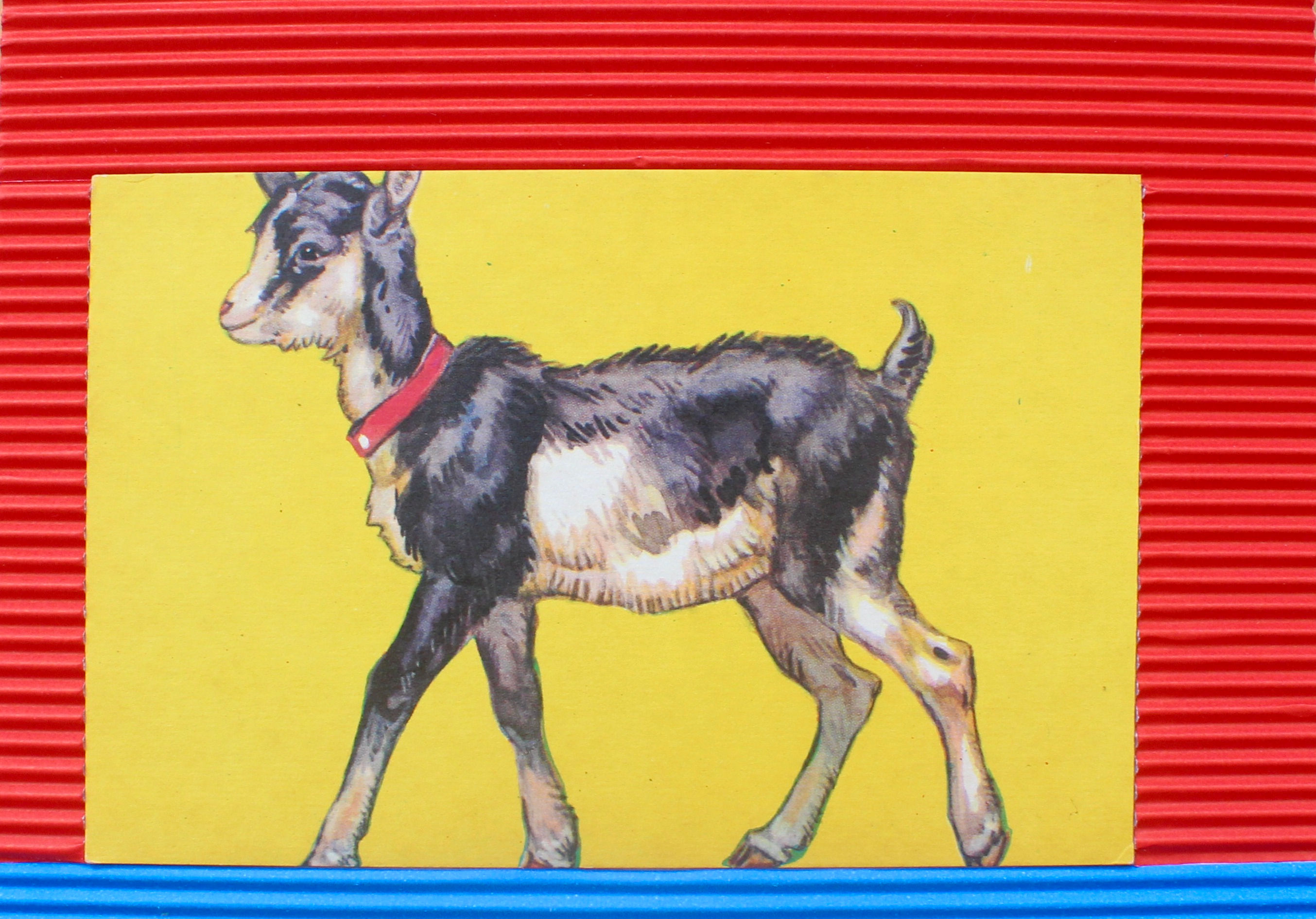 animals (little kid)