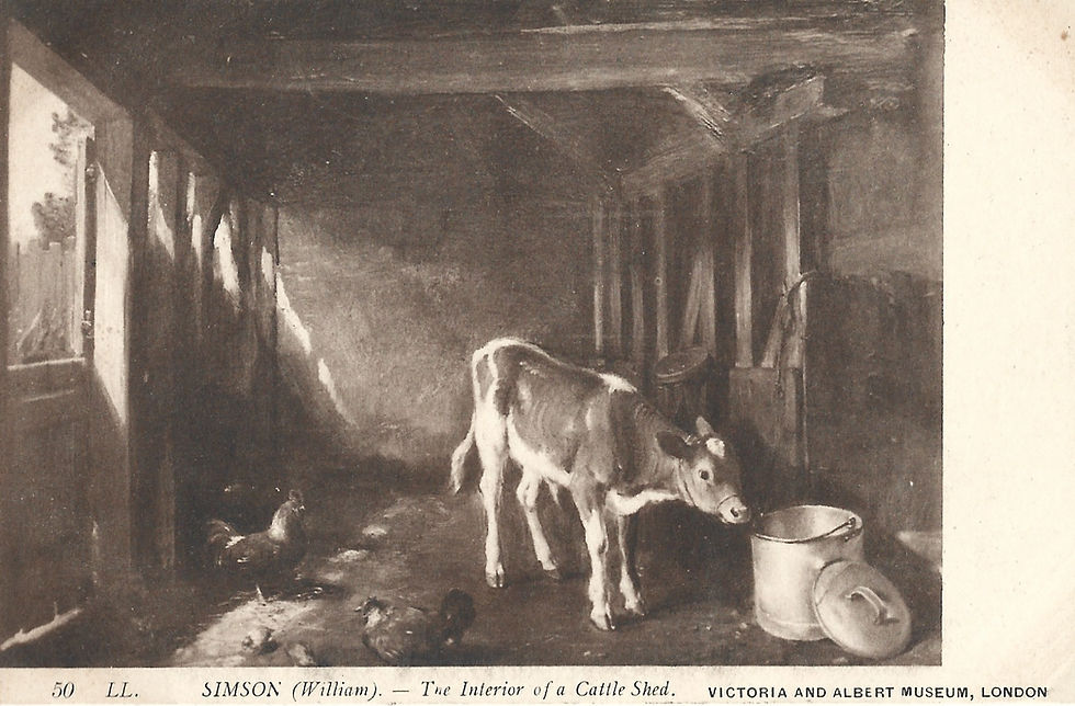 Cattle shed interior: calf, chickens, and tools