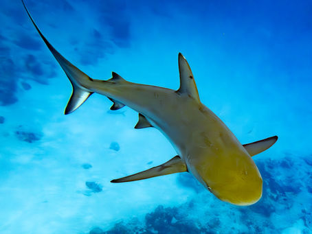 Turks and Caicos Travel Blog