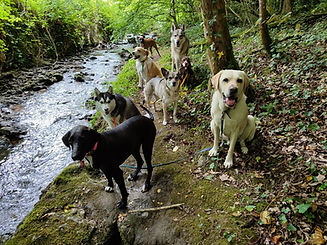éducation canine-promenade chien-garde chien-cynoharmonia-tours.jpg