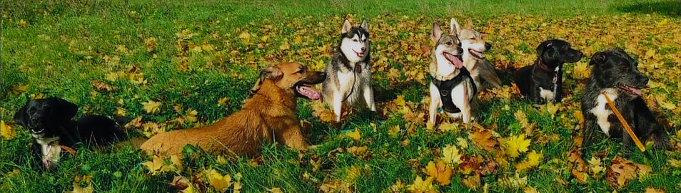 petsitter tours-cyno harmonia-promenade chien tours-dogsitter tours-comportementaliste chi