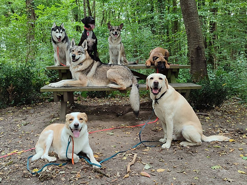 cynoharmonia ACACED-promenade chien en groupe tours-education chien-obeissance canine.jpg