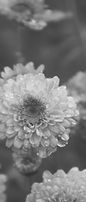 Dewy Flowers _edited.jpg