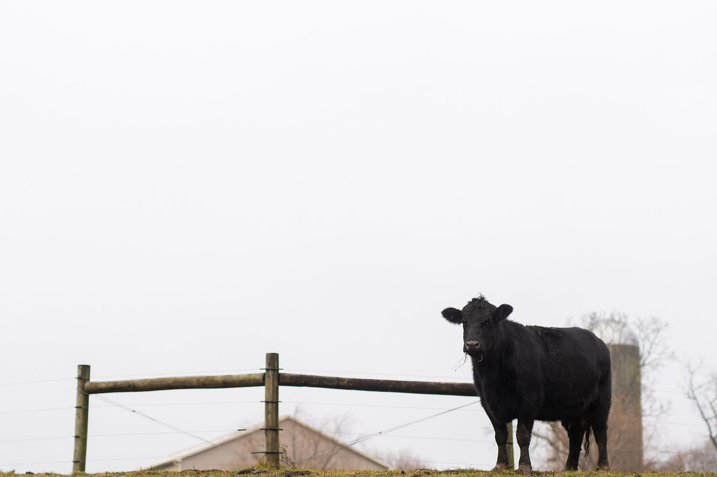 Fresh Beef processing, located near Lancaster, PA!