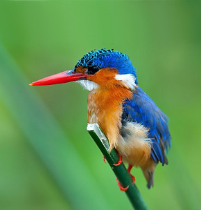 malachite_kingfisher_nature_bird_green_1