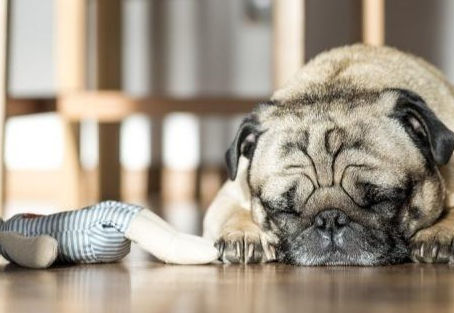 Qual seu cronotipo de sono?
