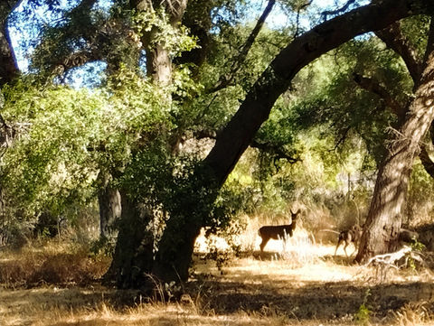 Deer in Trees