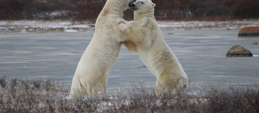 Understanding Polar Bear Behaviors