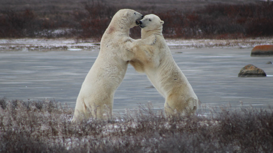 Understanding Polar Bear Behaviors