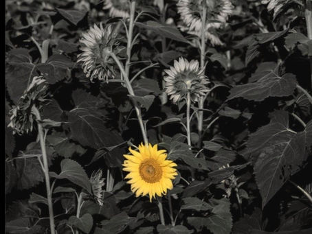 "Dare to be different"