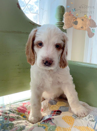 red apricot goldendoodle crossed with bernedoodle puppy birmingham alabama