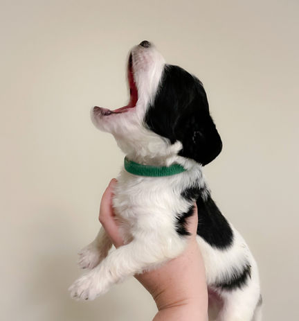 golden mountain doodle puppy