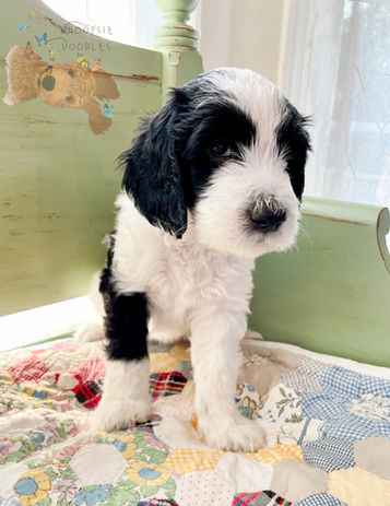 goldendoodle crossed with bernedoodle puppy