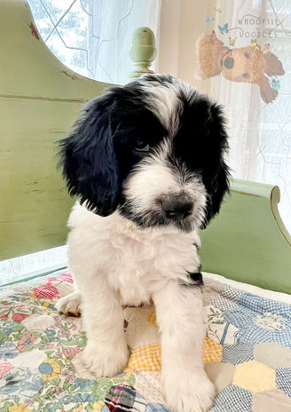 goldendoodle crossed with bernedoodle puppy
