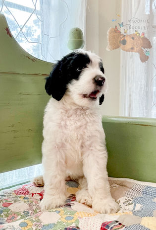 goldendoodle crossed with bernedoodle puppy