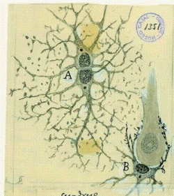 cajal-dessin
