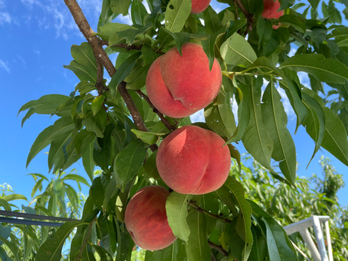 あかつき桃 7月末〜8月中旬 | 高沢果樹園